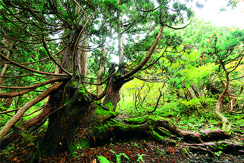 Osado Ishina Natural Cedar Forest