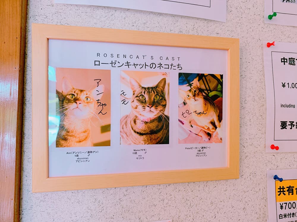 ローゼンキャトのネコたちの紹介看板