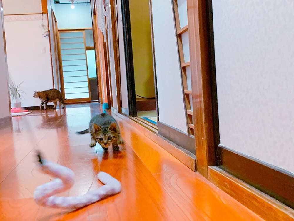 猫じゃらしを追いかける猫