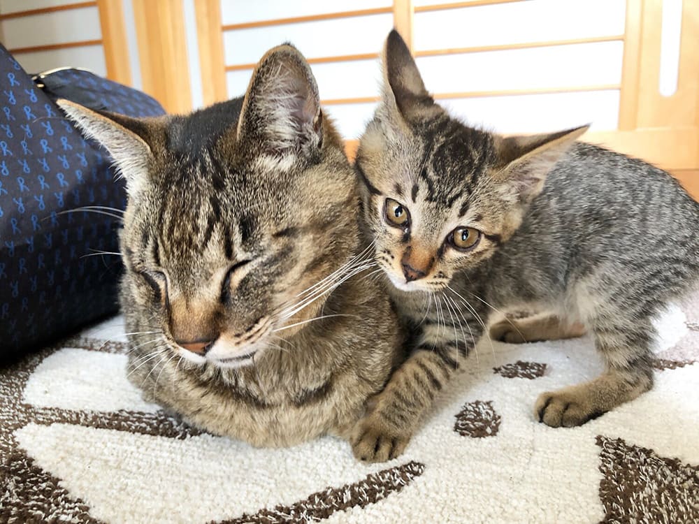 2匹の猫