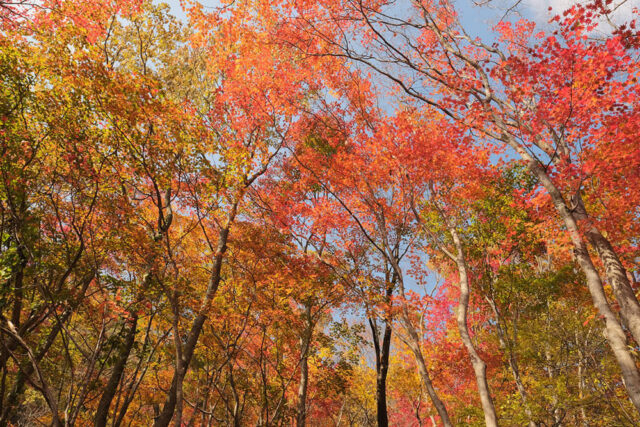 秋の佐渡旅は眺めのいい「紅葉山公園」へ！